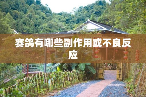 赛鸽有哪些副作用或不良反应